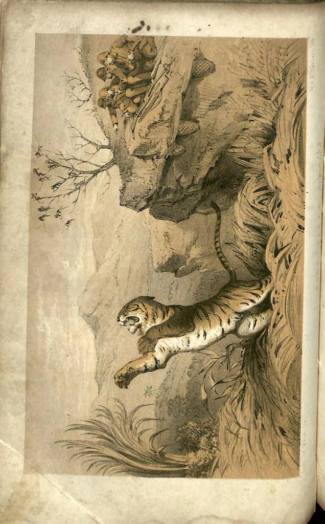 An illustration from Tiger-Shooting in India; being an Account of Hunting Experiences on Foot in Rajpootana, during the Hot Seasons from 1850 to 1854, 1857, leaf 125