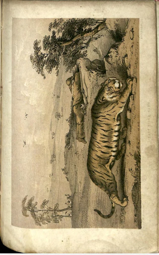 An illustration from Tiger-Shooting in India; being an Account of Hunting Experiences on Foot in Rajpootana, during the Hot Seasons from 1850 to 1854, 1857, leaf 230