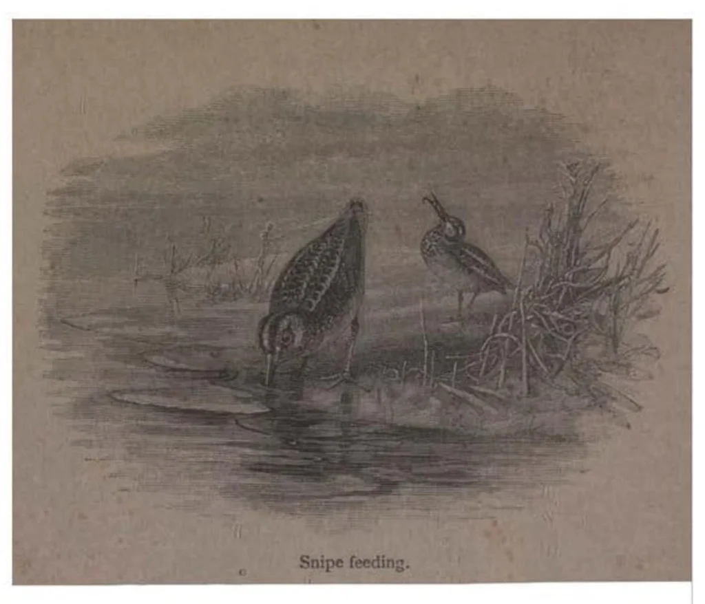 An illustration from Shooting, Moor and Marsh, 4th ed. (the Badminton Library of Sports and Pastimes), 1893, leaf 163