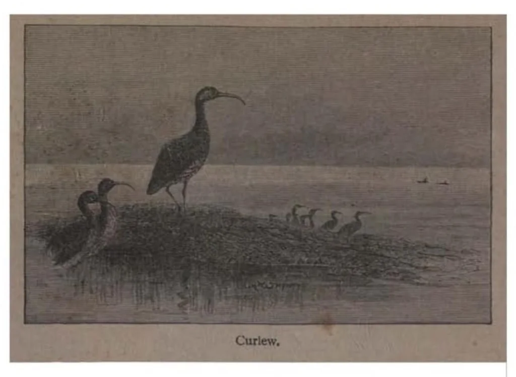 An illustration from Shooting, Moor and Marsh, 4th ed. (the Badminton Library of Sports and Pastimes), 1893, leaf 233