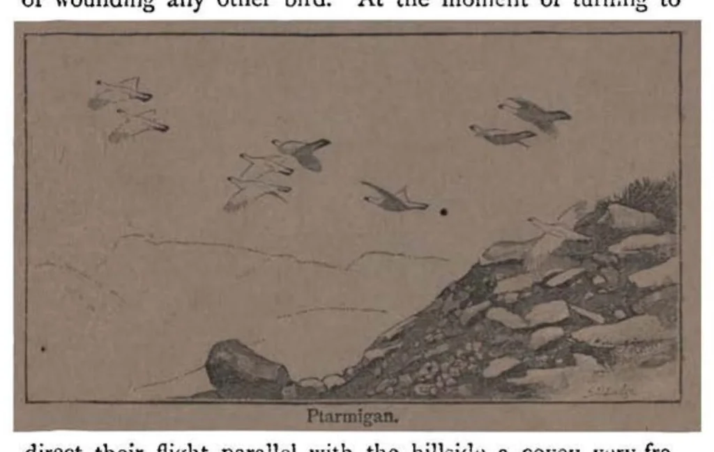 An illustration from Shooting, Moor and Marsh, 4th ed. (the Badminton Library of Sports and Pastimes), 1893, leaf 68