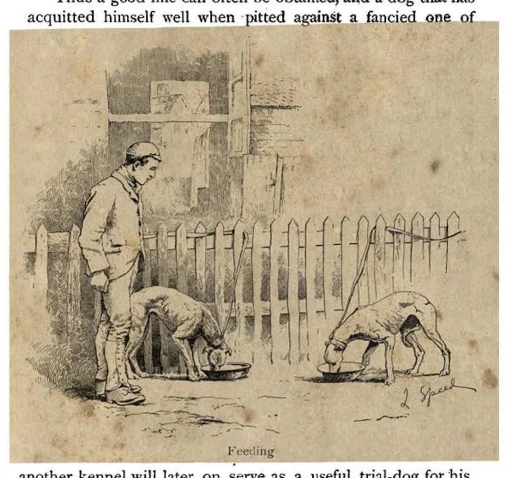 An illustration from Coursing and Falconry (the Badminton Library of Sports and Pastimes), 1892, leaf 100