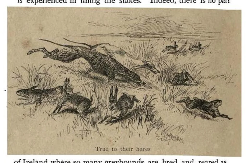 An illustration from Coursing and Falconry (the Badminton Library of Sports and Pastimes), 1892, leaf 129