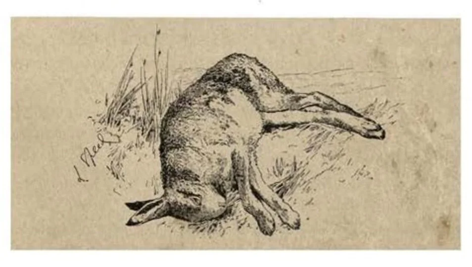An illustration from Coursing and Falconry (the Badminton Library of Sports and Pastimes), 1892, leaf 252