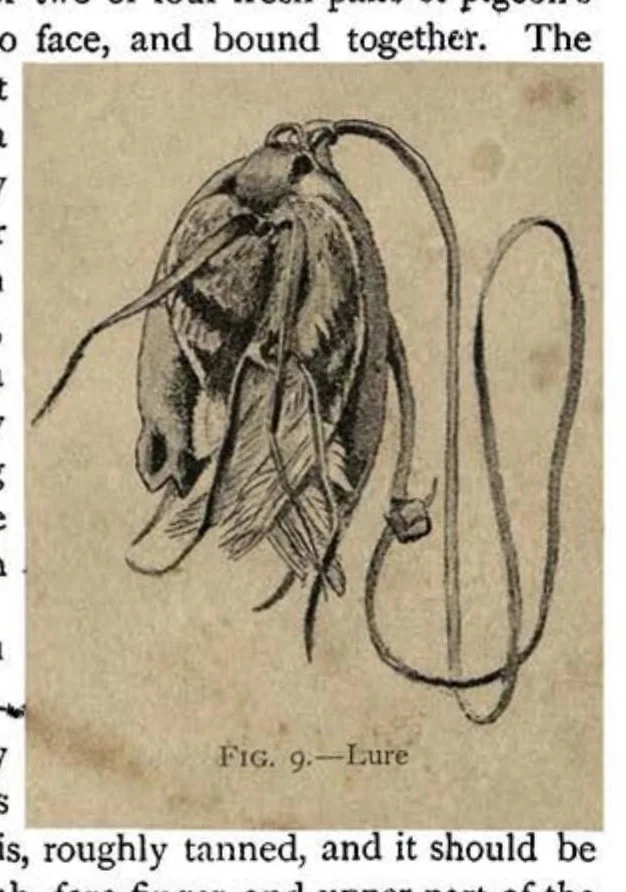 An illustration from Coursing and Falconry (the Badminton Library of Sports and Pastimes), 1892, leaf 270