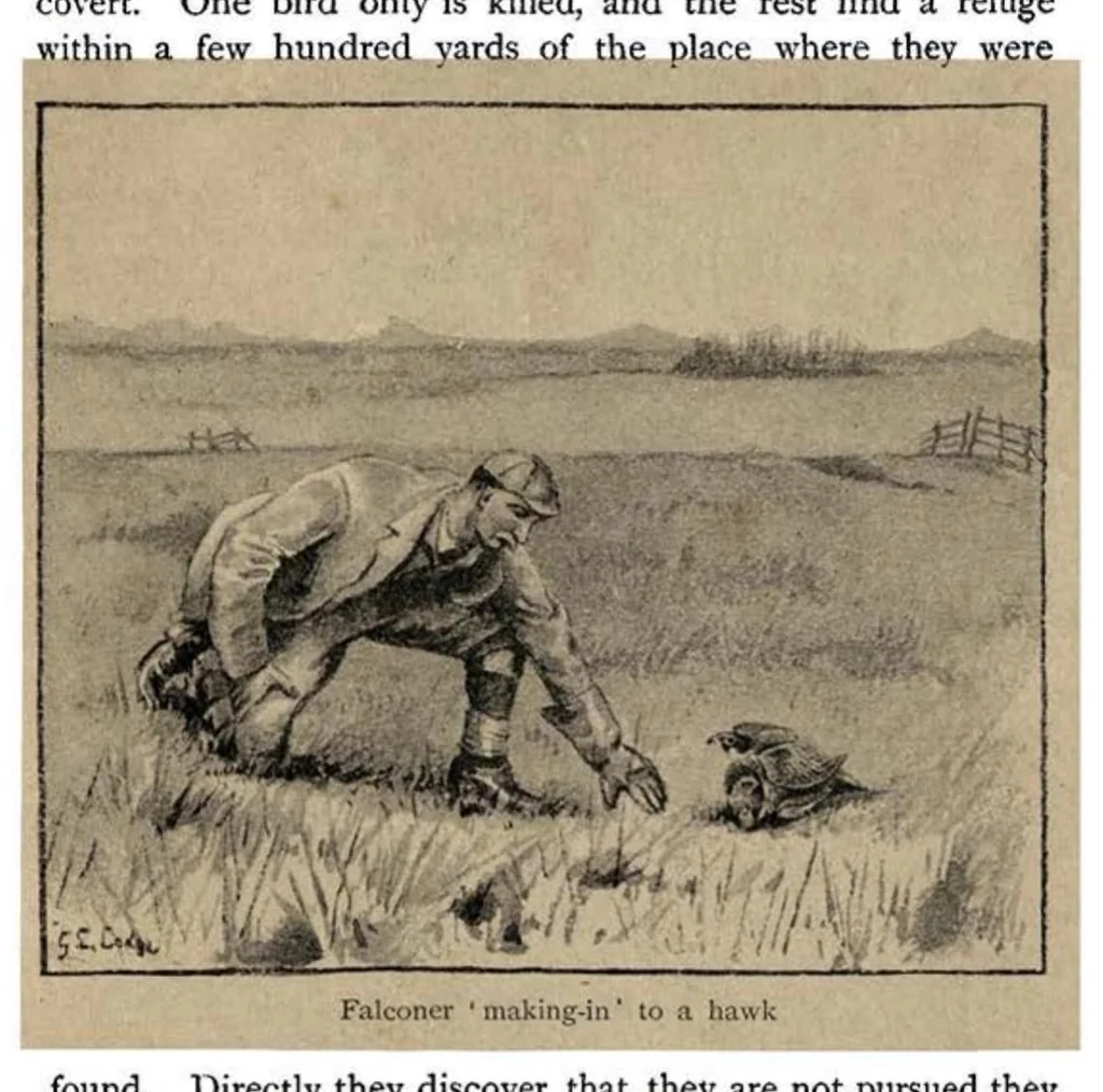 An illustration from Coursing and Falconry (the Badminton Library of Sports and Pastimes), 1892, leaf 290