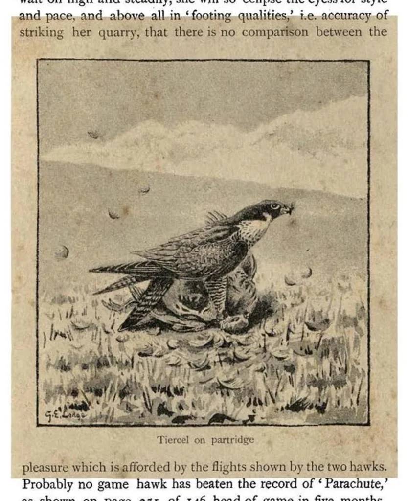 An illustration from Coursing and Falconry (the Badminton Library of Sports and Pastimes), 1892, leaf 306