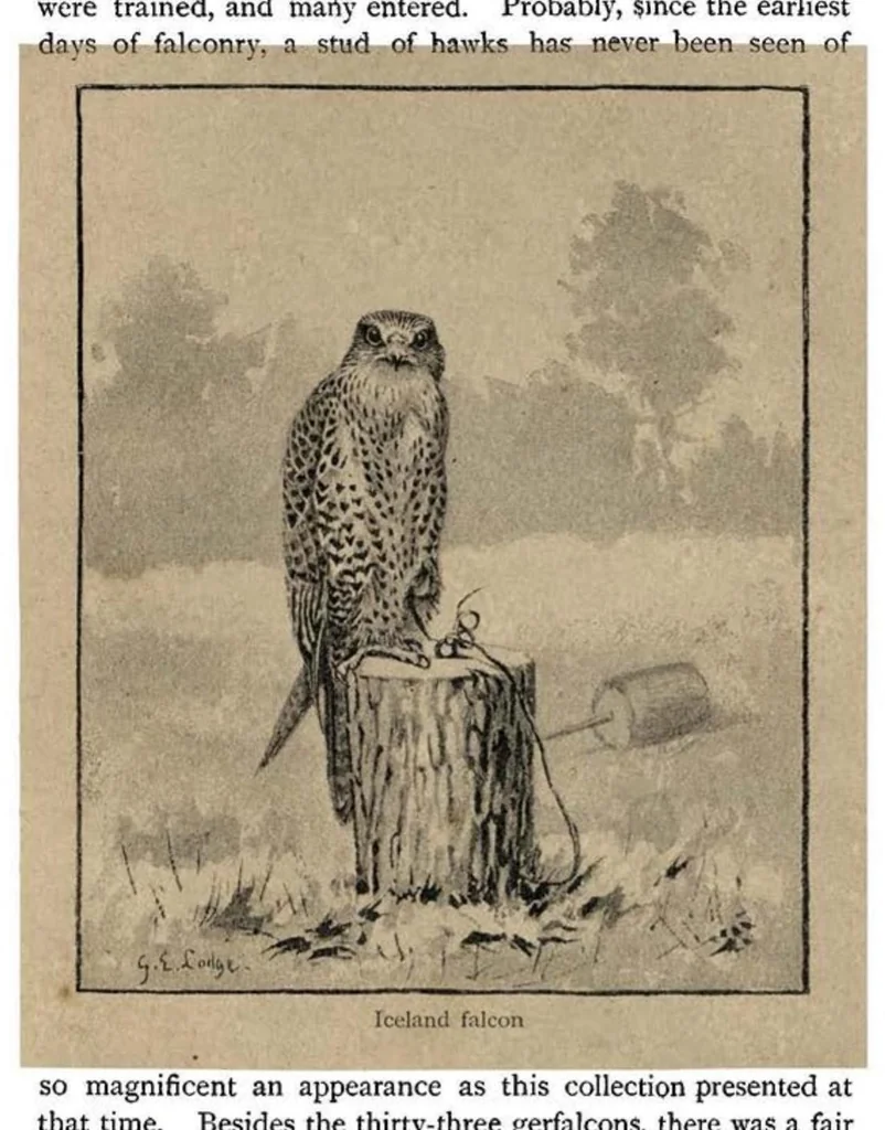 An illustration from Coursing and Falconry (the Badminton Library of Sports and Pastimes), 1892, leaf 344
