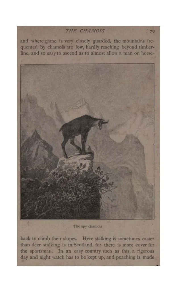 An illustration from Big Game Shooting, 2nd ed., Vol. II (the Badminton Library of Sports and Pastimes), 1895, leaf 104