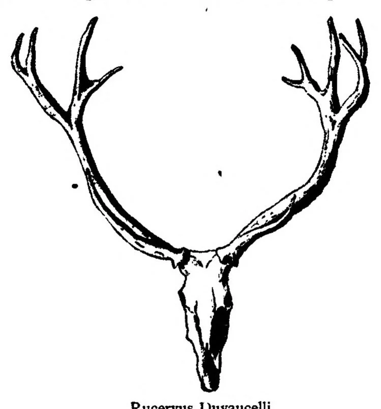 An illustration from Big Game Shooting, 2nd ed., Vol. II (the Badminton Library of Sports and Pastimes), 1895, leaf 287
