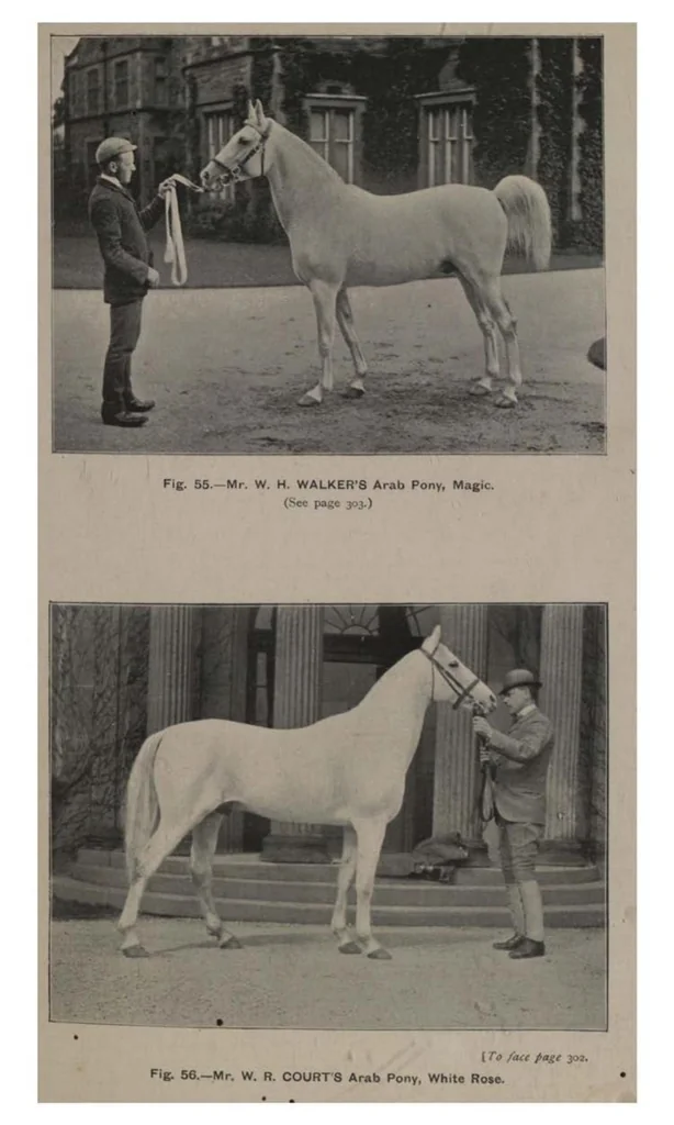 An illustration from Polo, 1898, leaf 374