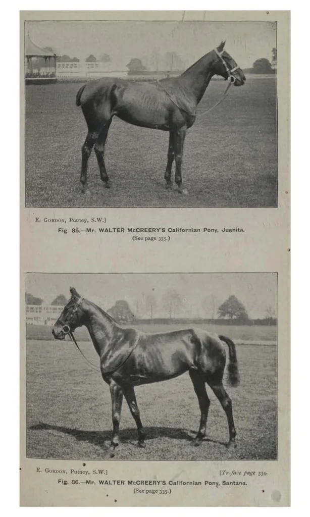 An illustration from Polo, 1898, leaf 436