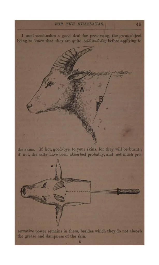 An illustration from The Sportman’s Vade-Mecum for the Himalayas; containing notes on Shooting, Outfit, Camp, Equipment, Sporting, Yarns, etc., 1891, leaf 58