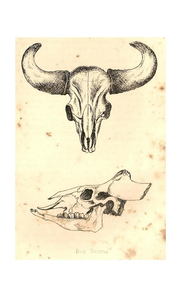 An illustration from Sport in British Burmah, Assam and the Cassyah and Jyntiah Hills, in Two Volumes, Vol. I, 1879, leaf 122