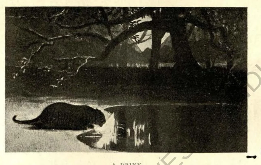 An illustration from Rifle and Romance in the Indian Jungle; a Record of Thirteen Years, 1905, leaf 100
