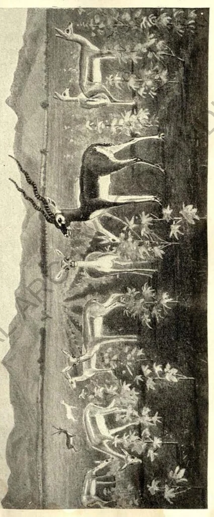 An illustration from Rifle and Romance in the Indian Jungle; a Record of Thirteen Years, 1905, leaf 214