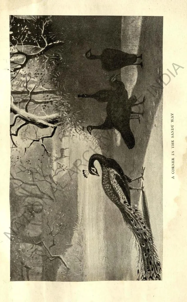 An illustration from Rifle and Romance in the Indian Jungle; a Record of Thirteen Years, 1905, leaf 246