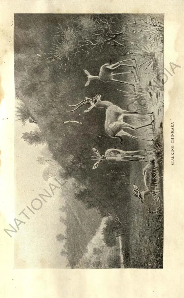 An illustration from Rifle and Romance in the Indian Jungle; a Record of Thirteen Years, 1905, leaf 320