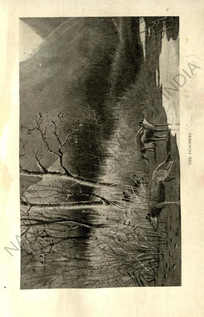 An illustration from Rifle and Romance in the Indian Jungle; a Record of Thirteen Years, 1905, leaf 398