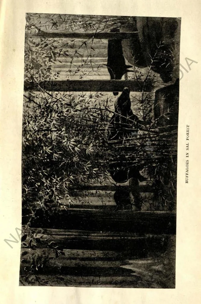 An illustration from Rifle and Romance in the Indian Jungle; a Record of Thirteen Years, 1905, leaf 470