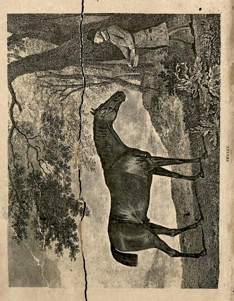 An illustration from The Horse: As He Was, As He Is and As He Ought to be, 1881, leaf 137