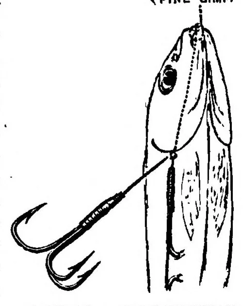 An illustration from Fishing; with contributions from other authors, Pike and other Coarse Fish (the Badminton Library of Sports and Pastimes), 1885, leaf 104