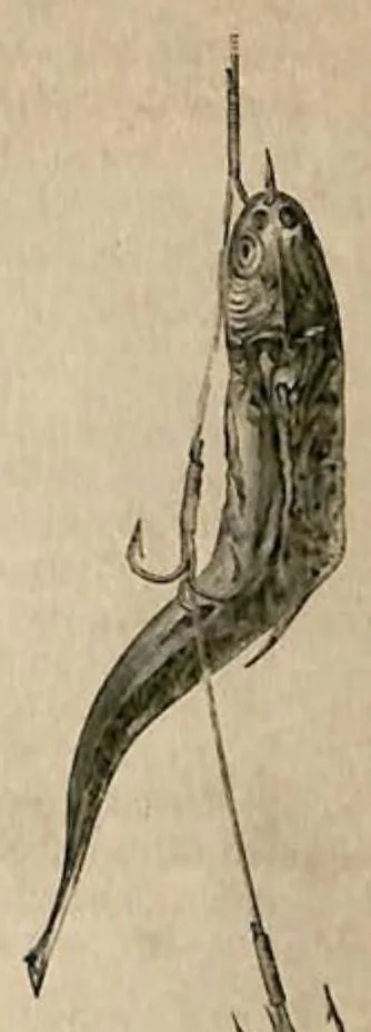 An illustration from Fishing; with contributions from other authors, Pike and other Coarse Fish (the Badminton Library of Sports and Pastimes), 1885, leaf 286