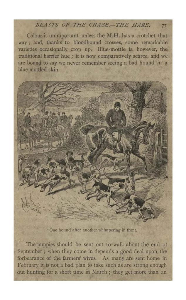 An illustration from Hunting (the Badminton Library of Sports and Pastimes), 1885, leaf 92