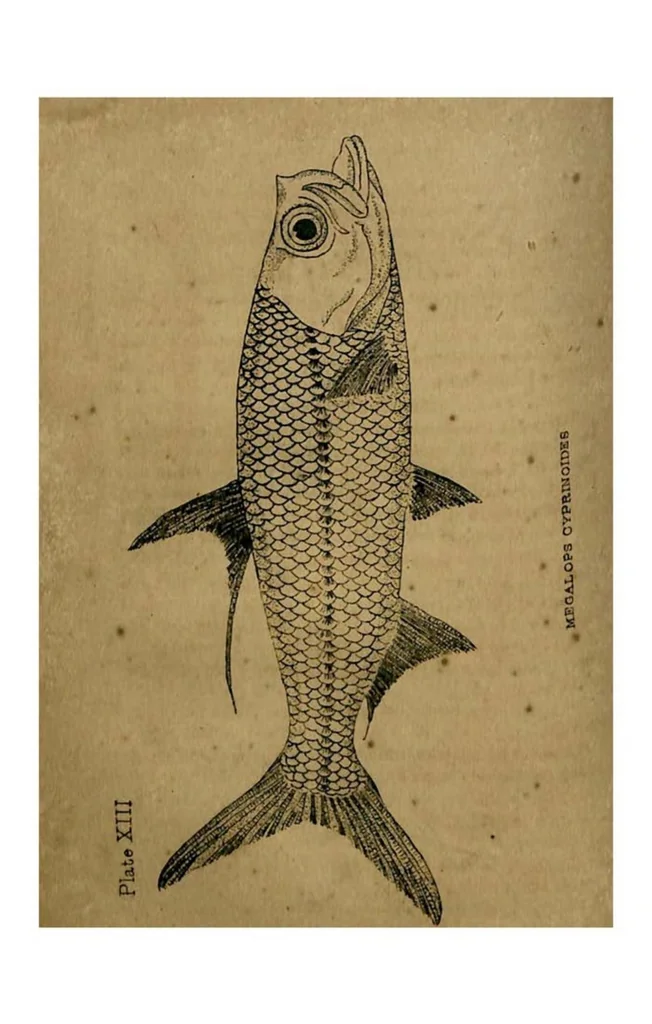 An illustration from Tank Angling in India, 1887, leaf 126