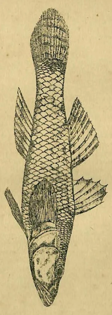 An illustration from Tank Angling in India, 1887, leaf 129