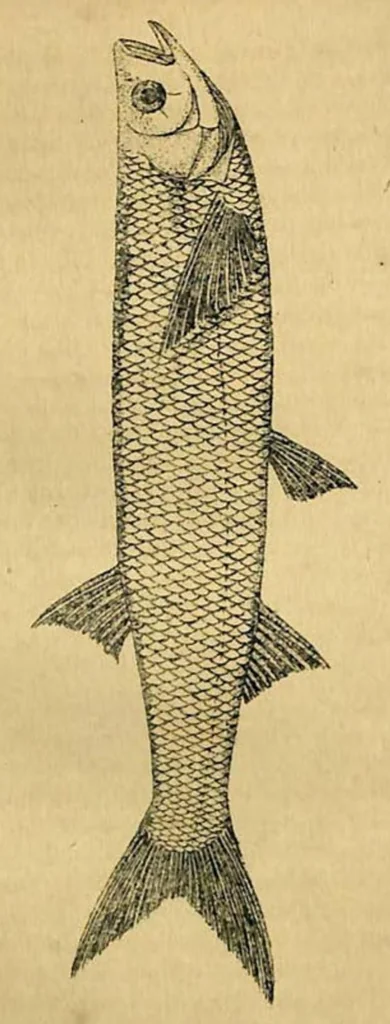 An illustration from Tank Angling in India, 1887, leaf 138