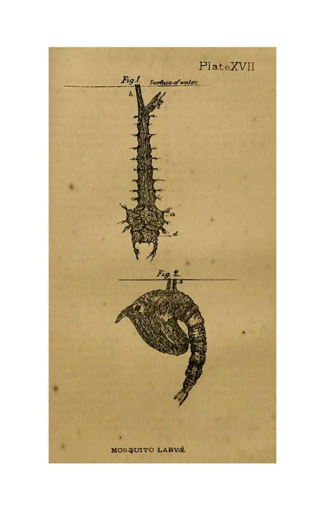 An illustration from Tank Angling in India, 1887, leaf 177