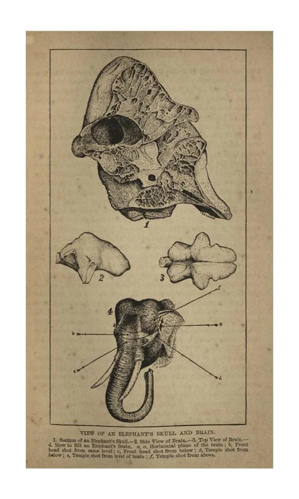 An illustration from Two Years in the Jungle: The Experiences of a Hunter and Naturalist, in India, Ceylon, the Malay Peninsula and Borneo, 1885, leaf 202