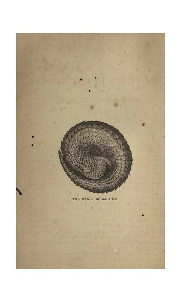 An illustration from Two Years in the Jungle: The Experiences of a Hunter and Naturalist, in India, Ceylon, the Malay Peninsula and Borneo, 1885, leaf 25