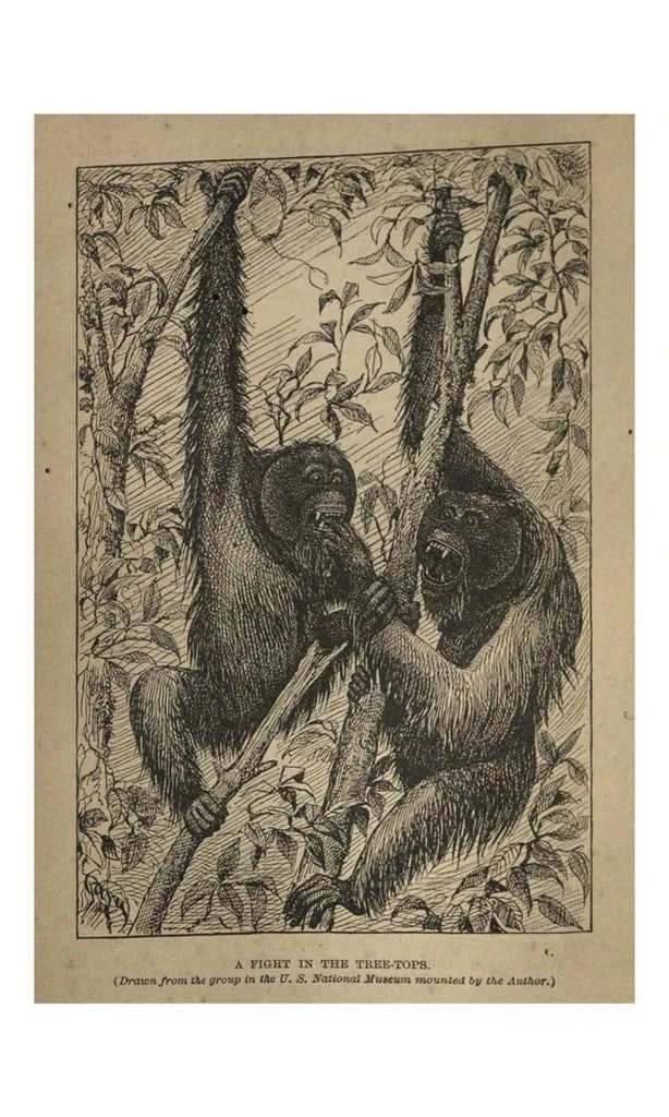 An illustration from Two Years in the Jungle: The Experiences of a Hunter and Naturalist, in India, Ceylon, the Malay Peninsula and Borneo, 1885, leaf 455