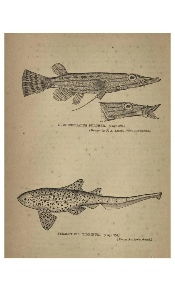 An illustration from Two Years in the Jungle: The Experiences of a Hunter and Naturalist, in India, Ceylon, the Malay Peninsula and Borneo, 1885, leaf 475