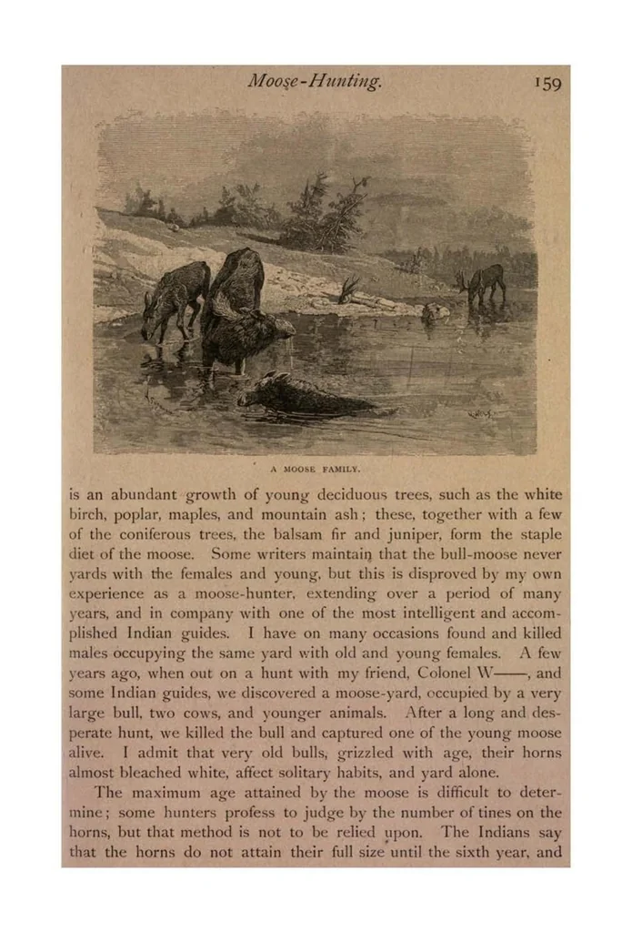 An illustration from Sport with Gun and Rod, in American Woods and Waters, in Two Volumes, Vol. I, 1884, leaf 156