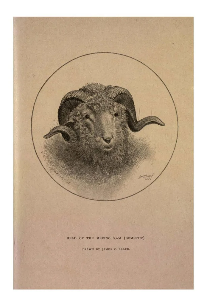 An illustration from Sport with Gun and Rod, in American Woods and Waters, in Two Volumes, Vol. I, 1884, leaf 282