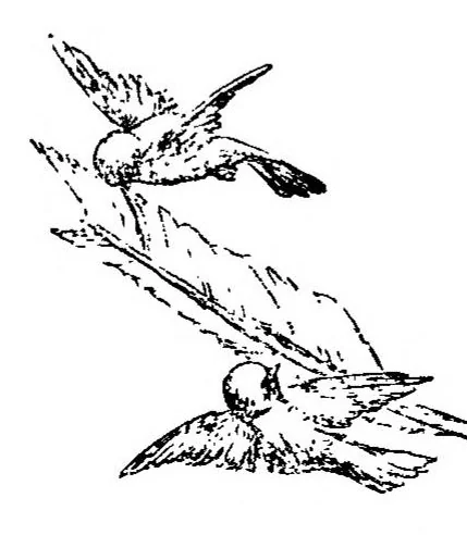 An illustration from Sport with Gun and Rod, in American Woods and Waters, in Two Volumes, Vol. I, 1884, leaf 9