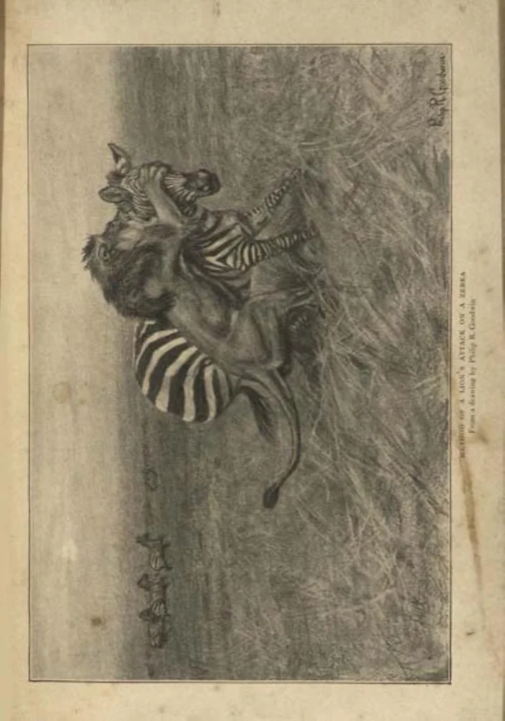 An illustration from Life Histories of African Game Animals, Vol. I, 1915, leaf 216