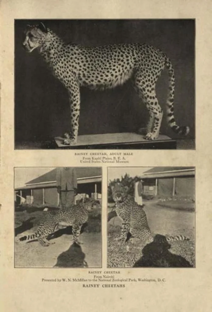 An illustration from Life Histories of African Game Animals, Vol. I, 1915, leaf 290