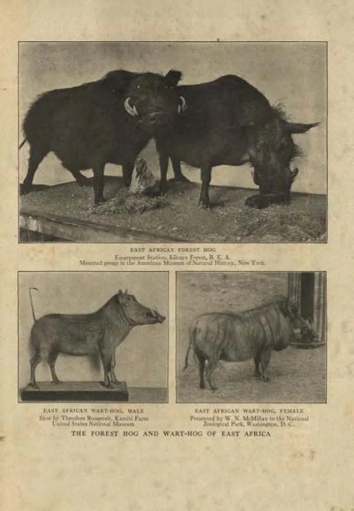 An illustration from Life Histories of African Game Animals, Vol. I, 1915, leaf 326