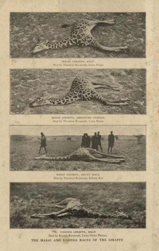 An illustration from Life Histories of African Game Animals, Vol. I, 1915, leaf 364