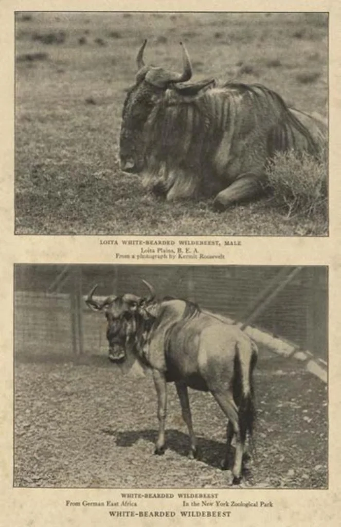 An illustration from Life Histories of African Game Animals, Vol. I, 1915, leaf 434