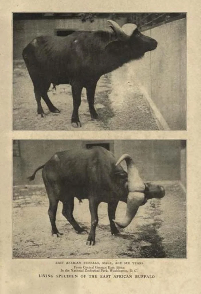 An illustration from Life Histories of African Game Animals, Vol. I, 1915, leaf 492
