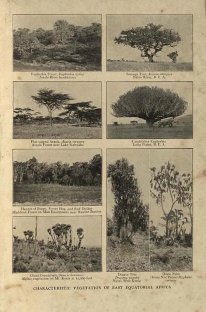 An illustration from Life Histories of African Game Animals, Vol. I, 1915, leaf 80