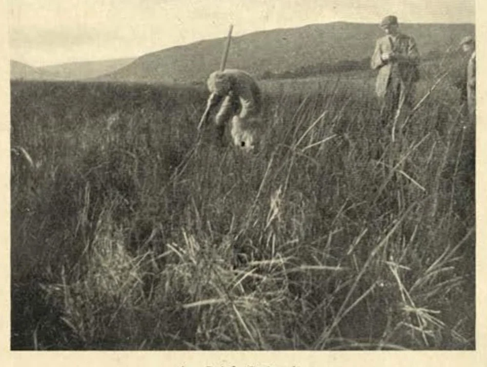 An illustration from Wild Sport and Some Stories, 1912, leaf 119