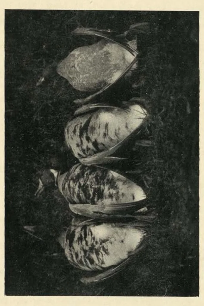 An illustration from Wild Sport and Some Stories, 1912, leaf 152