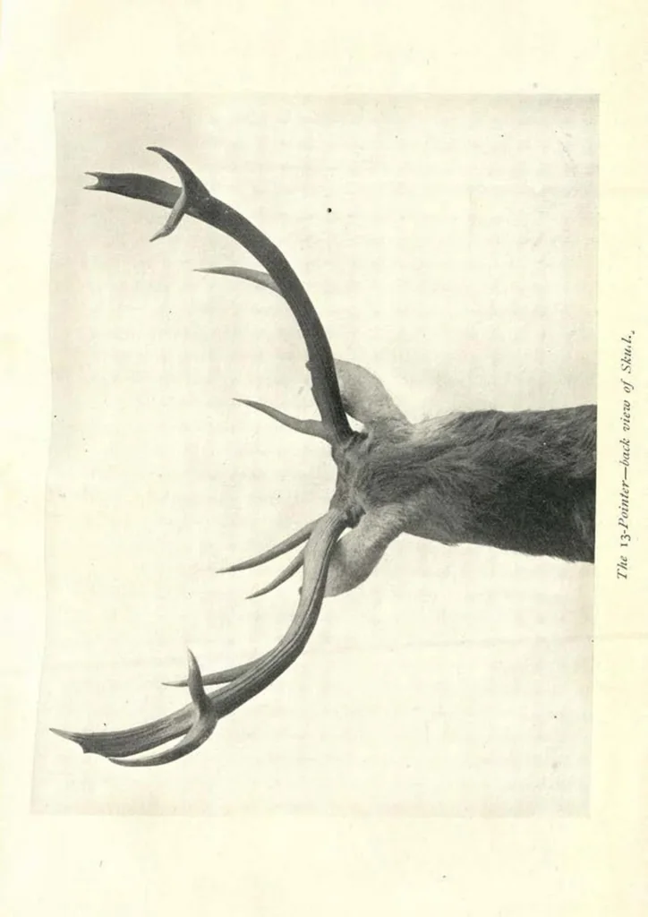 An illustration from Wild Sport and Some Stories, 1912, leaf 206