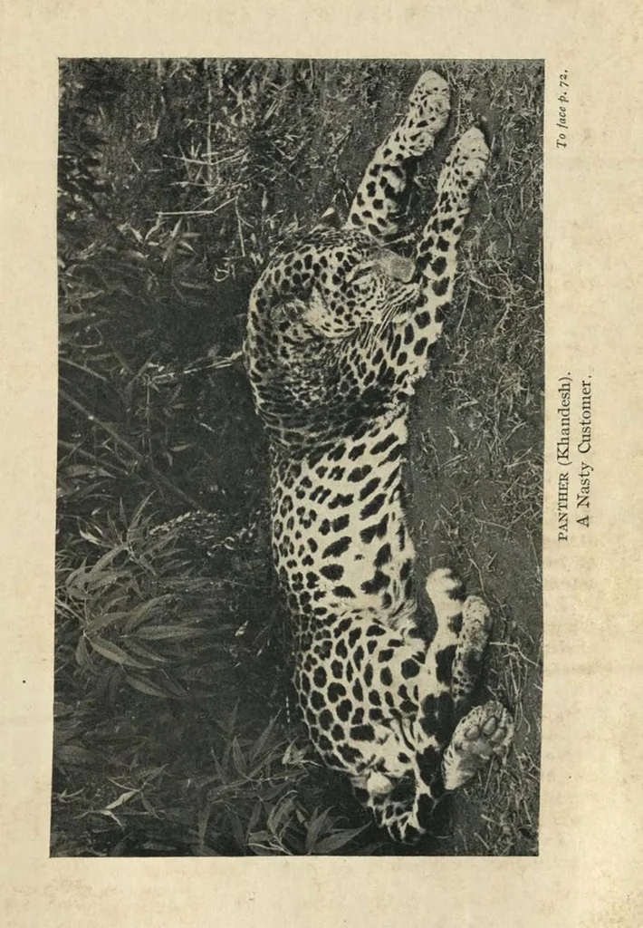 An illustration from Tiger Slayer by Order (Digby Davies, Late Bombay Police), 1915, leaf 104